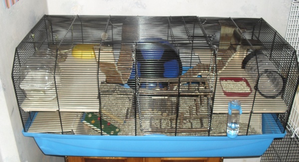 disscution : LA CAGE PARFAITE pour un  HAMSTER !!! - Page 3 Sans_t75