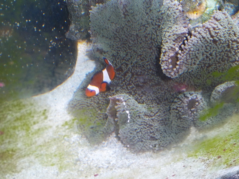 UPDATE: Pics of my saltwater tanks along with my seahorse tank Clown_10