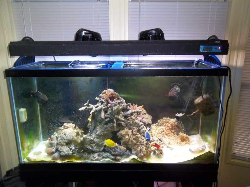 UPDATE: Pics of my saltwater tanks along with my seahorse tank Entire10