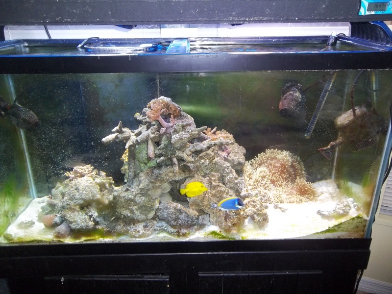 UPDATE: Pics of my saltwater tanks along with my seahorse tank Tank_s10