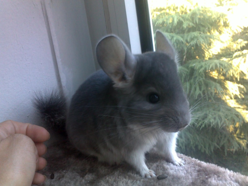 bébé chinchilla Baba_c10