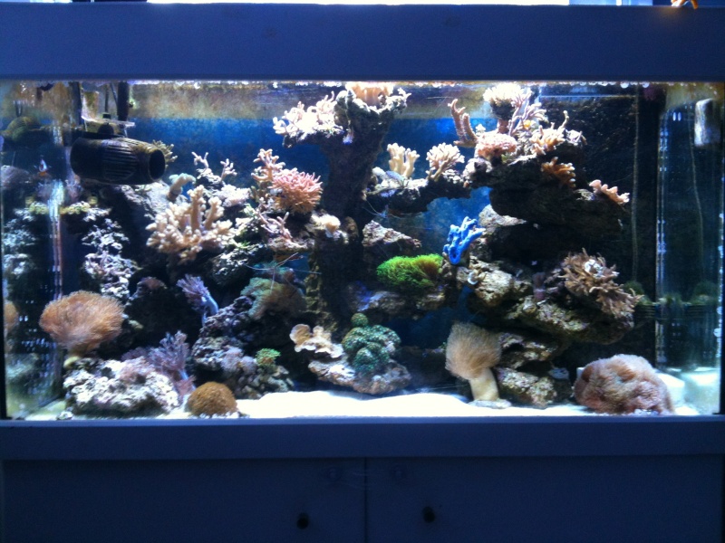 mon aquarium recifal Img_0314