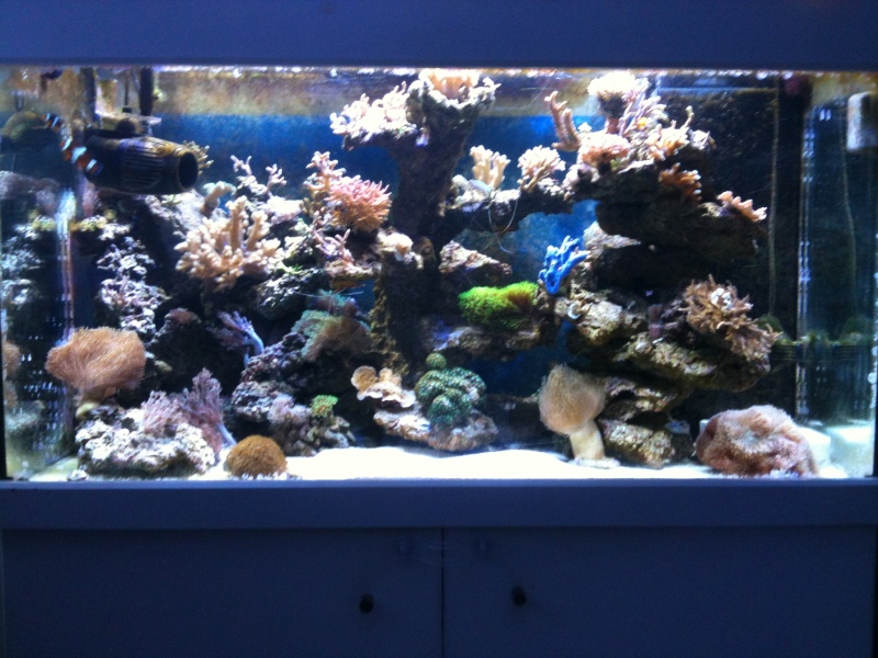 mon aquarium recifal Img_0315