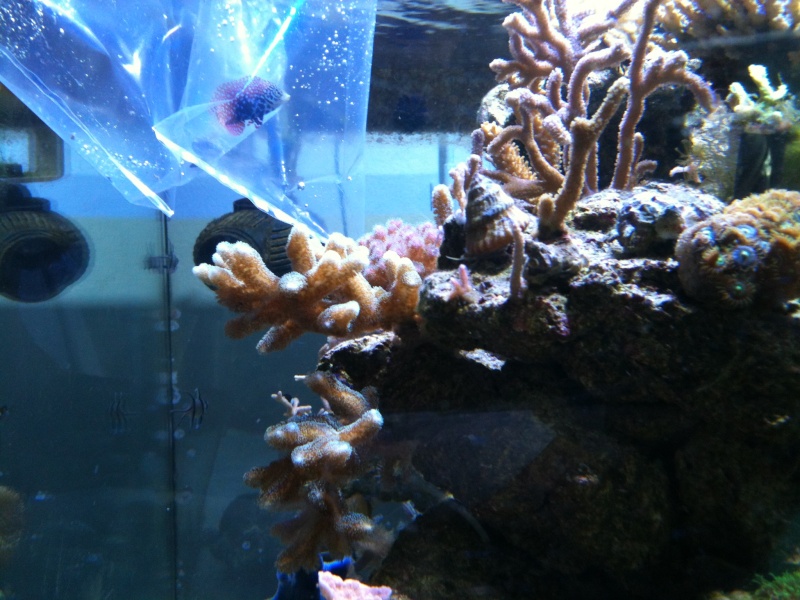 mon aquarium recifal Img_0340