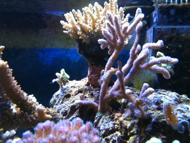mon aquarium recifal Img_0344