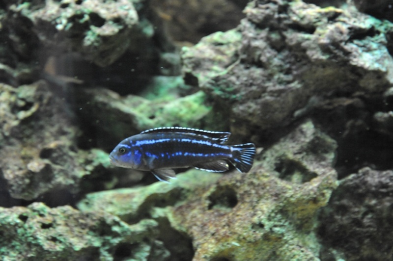 [VEND] poissons Malawi [45] Photo_11