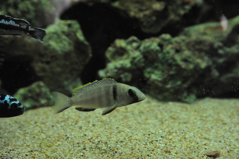 [VEND] poissons Malawi [45] Photo_14