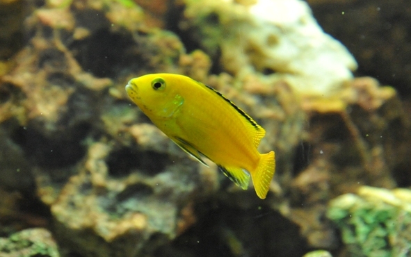 [VEND] poissons Malawi [45] Photo_16