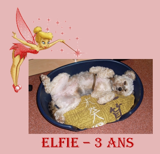 elfie - ELFIE NIZINNY F 3/5 ANS ASSO MUKITZA ADOPTEE PAR DAYSIE Elfie10