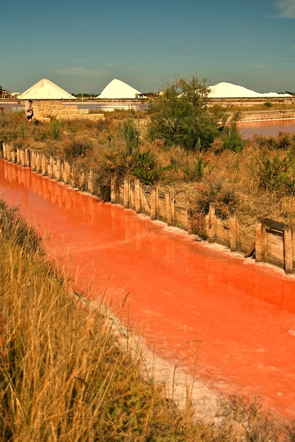 Les salins d'Aigues-Mortes Img_5413