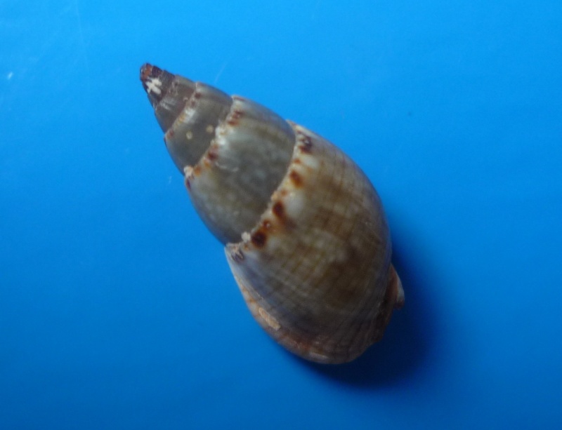 Nassarius reeveanus (Dunker, 1847) A_iden28