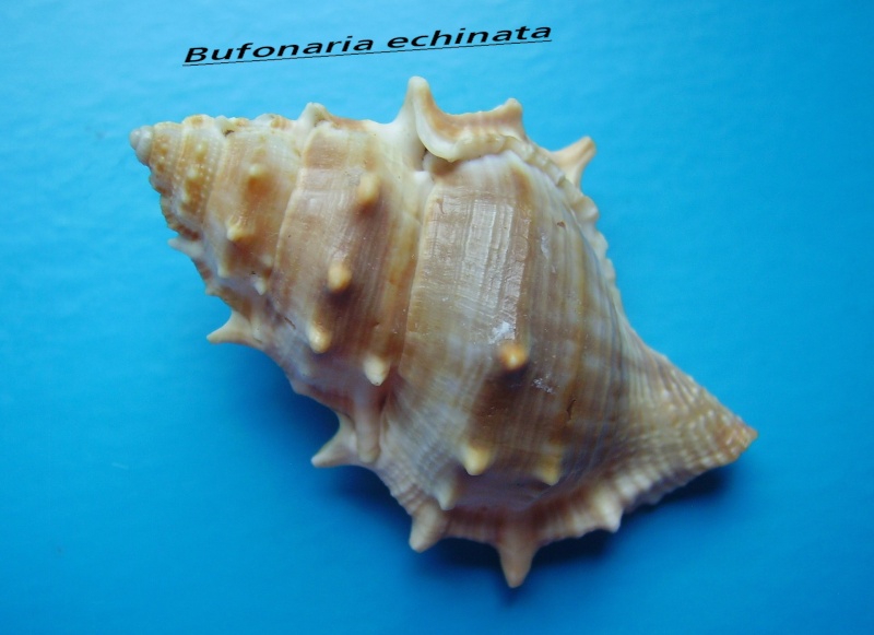 Bufonaria echinata (Link, 1807) Achina10