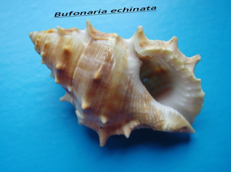 Bufonaria echinata (Link, 1807) Achina11