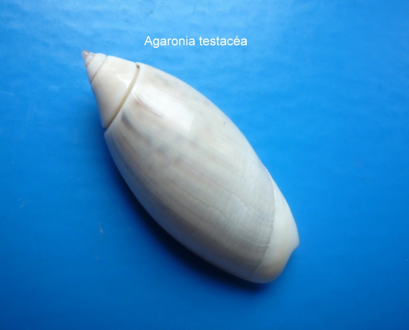 Agaronia testacea (Lamarck, 1811) Agaron16