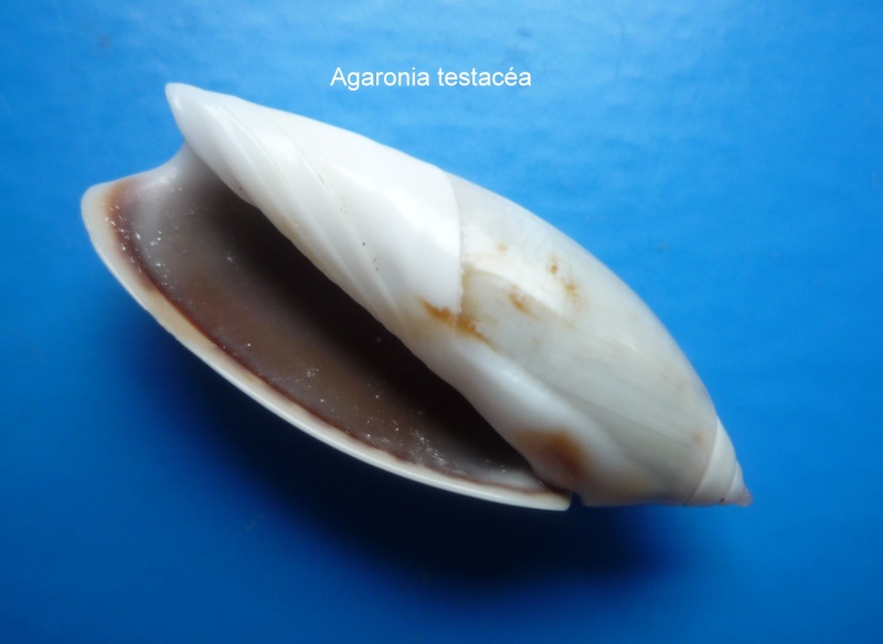 Agaronia testacea (Lamarck, 1811) Agaron17