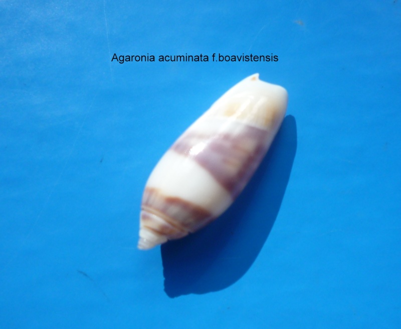Agaronia acuminata boavistensis (Burney & Conceicao, 1886) Agaron20