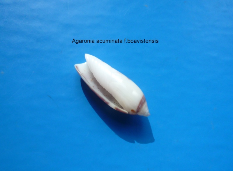 Agaronia acuminata boavistensis (Burney & Conceicao, 1886) Agaron22