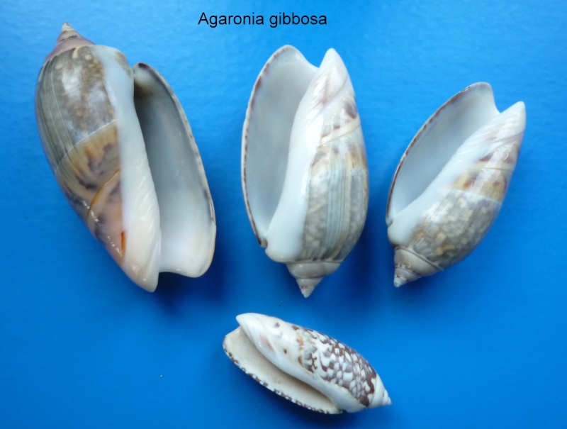 Agaronia gibbosa (Born, 1778) Agaron24