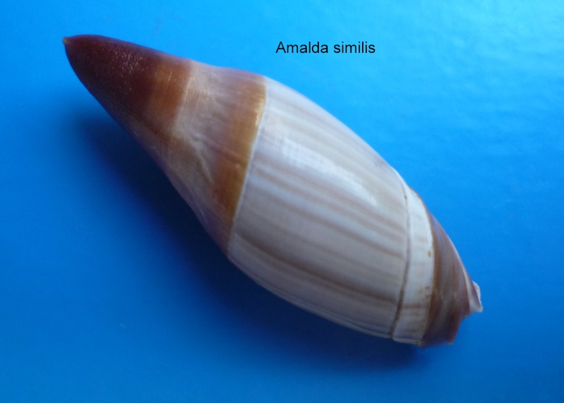 Amalda similis (G. B. Sowerby II, 1859) Amalda22