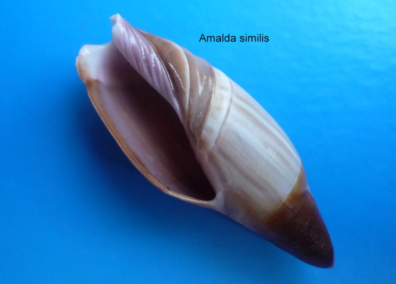 Amalda similis (G. B. Sowerby II, 1859) Amalda23
