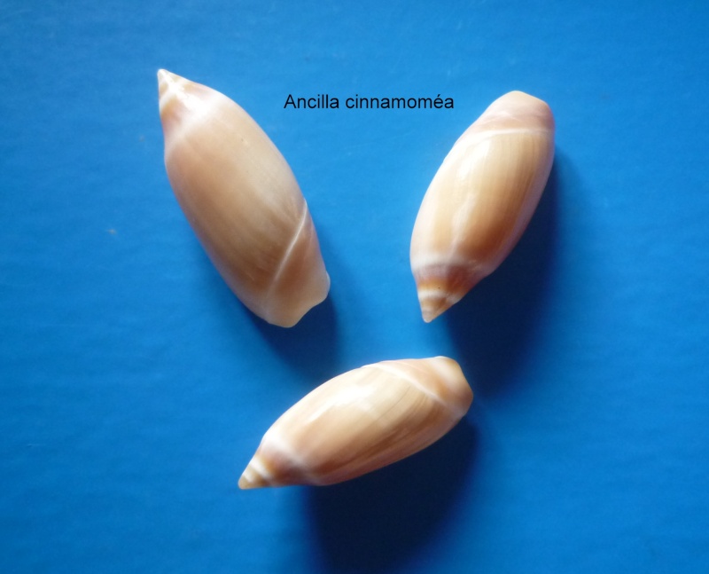 Ancilla cinnamomea Lamarck, 1801 Ancill12
