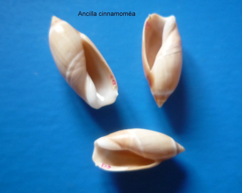Ancilla cinnamomea Lamarck, 1801 Ancill13