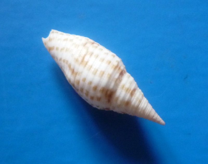 Imbricaria annulata (Reeve, 1844)  Annula11