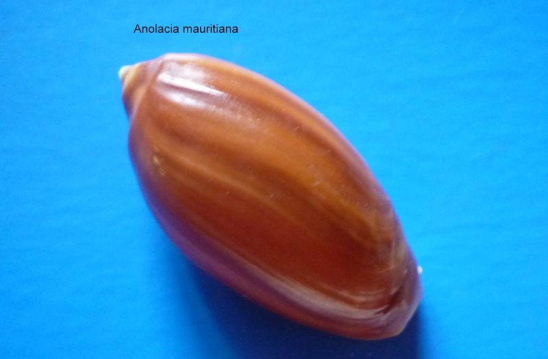Anolacia mauritiana (G. B. Sowerby I, 1830) Anolac11