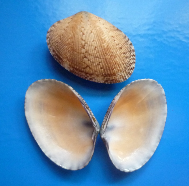 Venerupis aspera - (Quoy & Gaimard, 1835) Aspera10