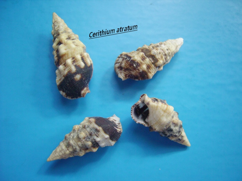 Cerithium atratum (Born, 1778) Atratu10