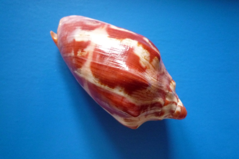 Cymbiola aulica - (Sowerby I, 1825) Aulica12