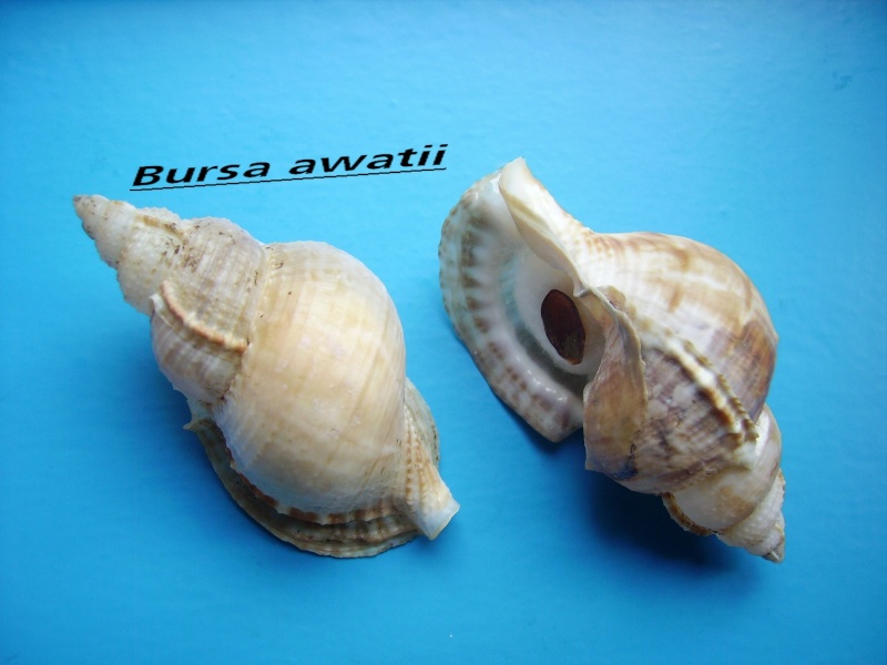 Bursidae Korrigania awatii (Ray, 1949) Awatii10