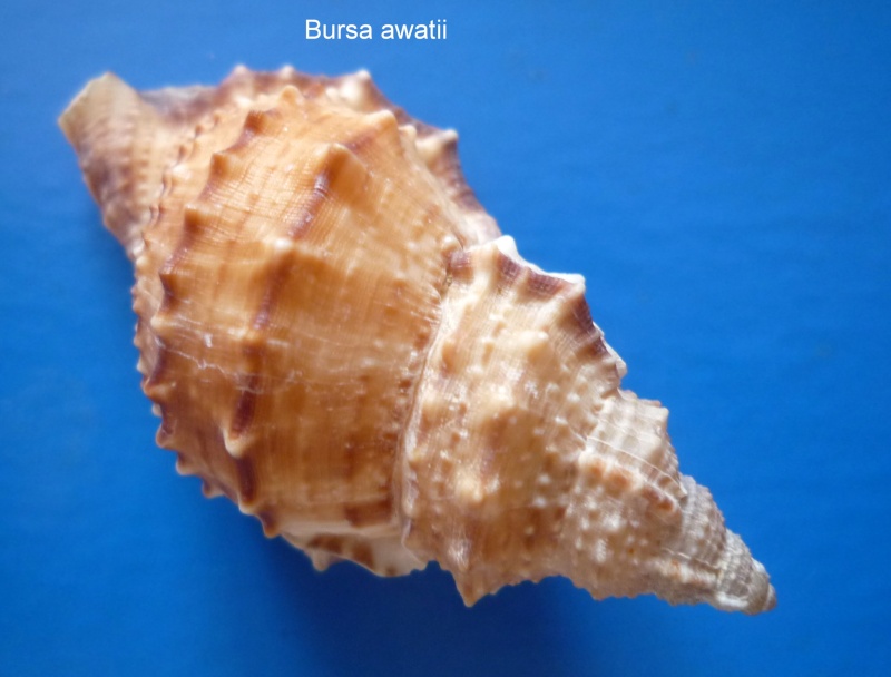 Bursidae Korrigania awatii (Ray, 1949) Awatii12