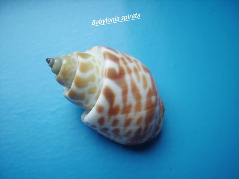 Babylonia spirata (Linnaeus, 1758) Babylo10