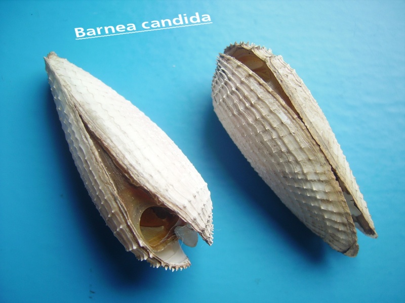 Barnea candida (Linnaeus, 1758) Barnaa10