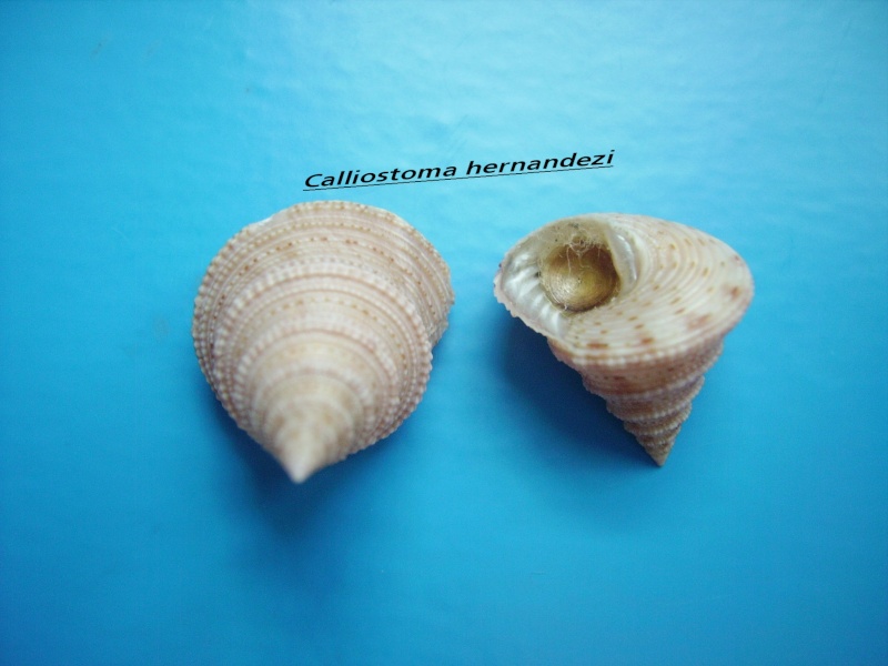 Calliostoma hernandezi Rubio & Gubbioli, 1993 Callio10