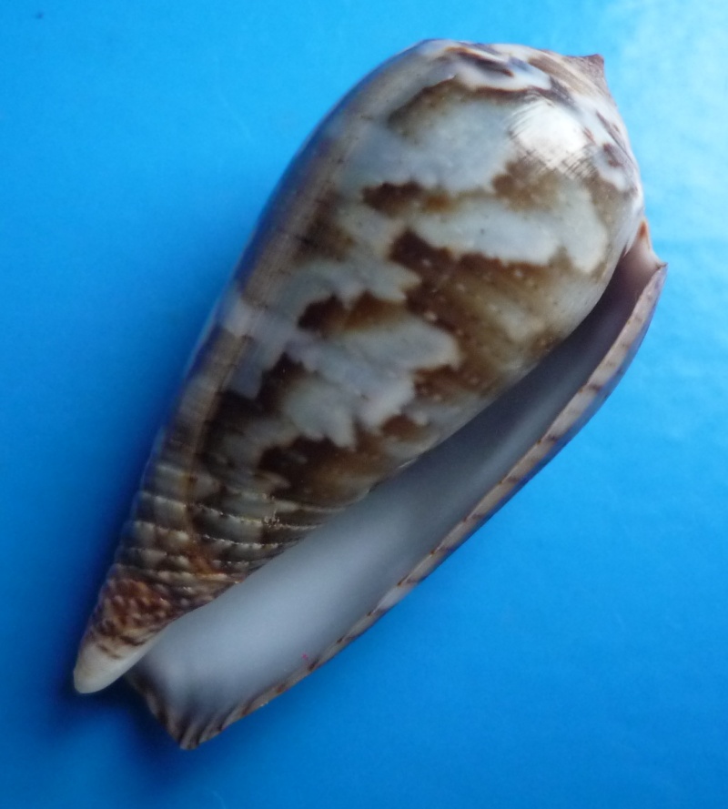 Conus (Pionoconus) monachus  (Linnaeus, 1758)  Canus100