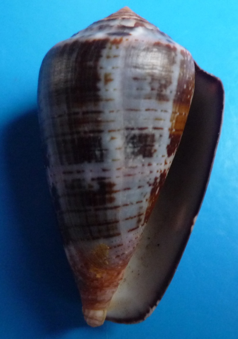 Conus (Chelyconus) purpurascens  GB Sowerby I, 1833 Canus108