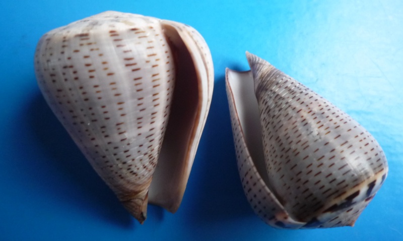 Conus (Dendroconus) glaucus  Linnaeus, 1758 Canus135