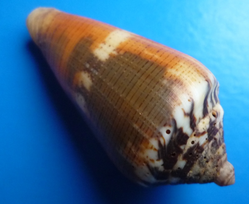 Conus (Pionoconus) circae (Sowerby ll, 1858) voir Conus (Pionoconus) magus Canus142