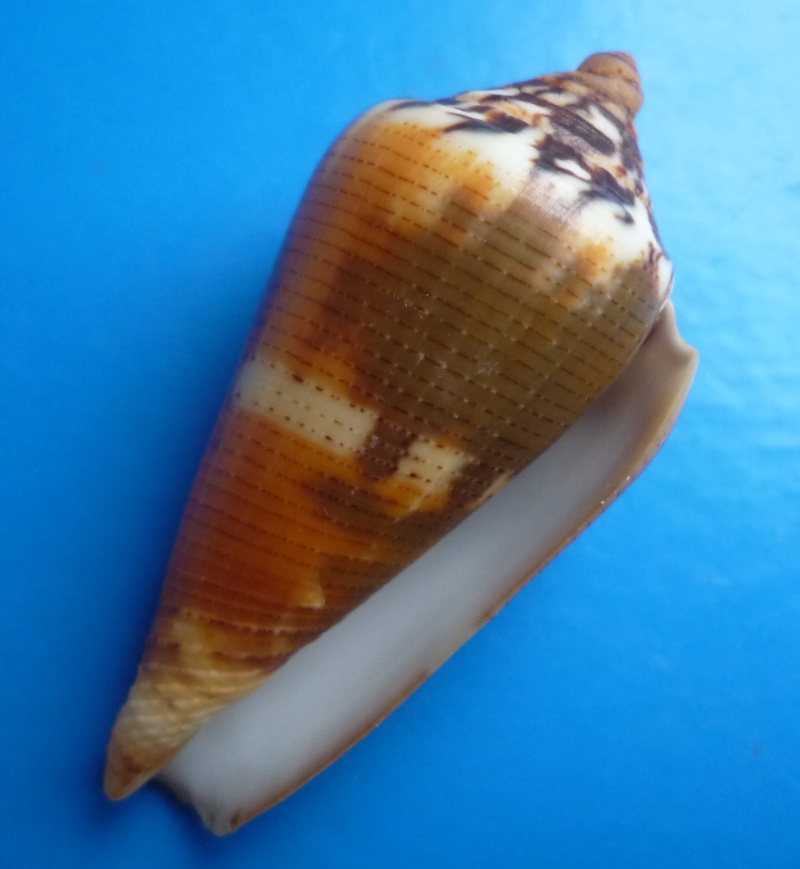 Conus (Pionoconus) circae (Sowerby ll, 1858) voir Conus (Pionoconus) magus Canus143