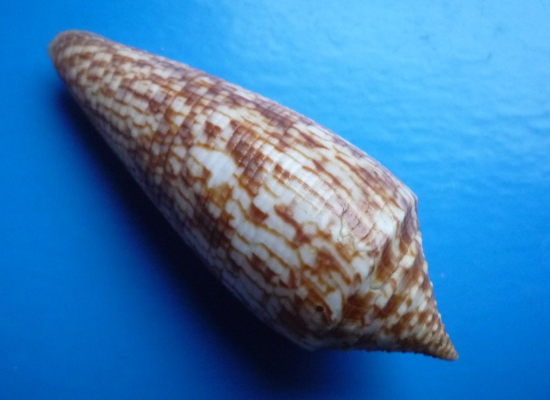 Conus (Phasmoconus) australis  Holten, 1802 Canus147