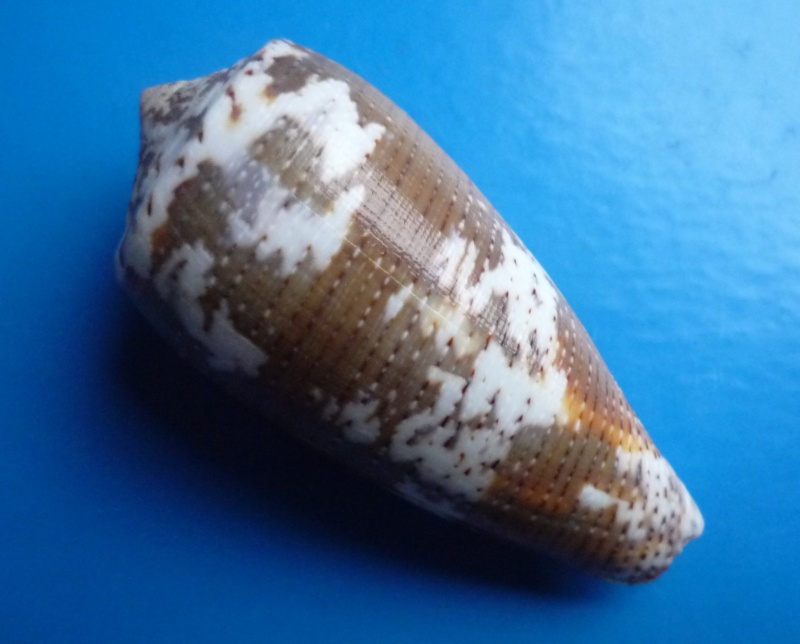 Conus (Pionoconus) magus consul  Boivin, 1864 Conus (Pionoconus) magus Canus152