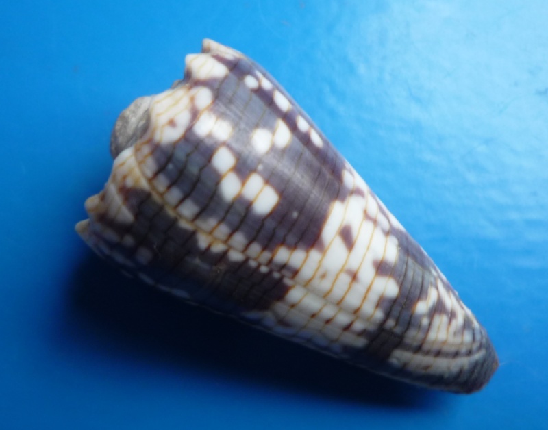 Conus (Stephanoconus) zonatus   Hwass in Bruguière, 1792 Canus159