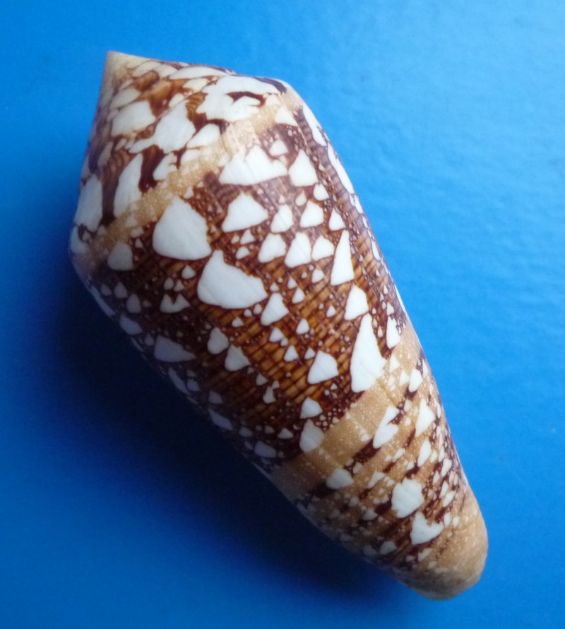 Conus (Cylinder) ammiralis temnes    Iredale, 1930 Canus168