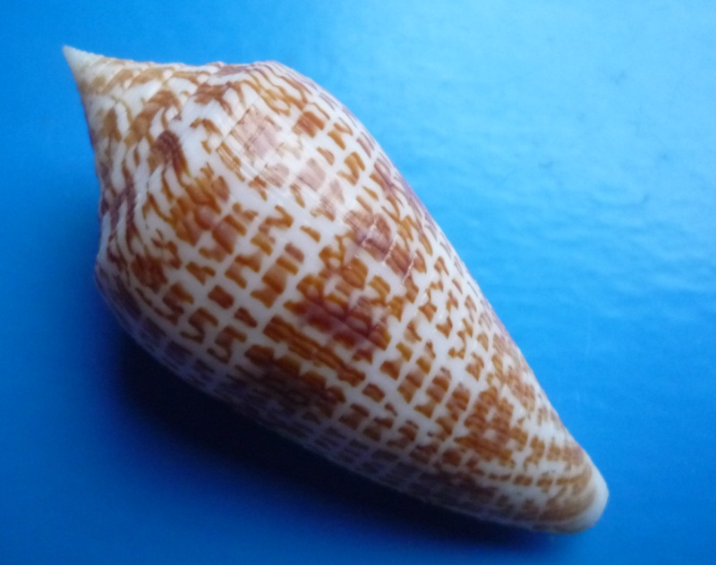 Conus (Phasmoconus) armadillo  Shikama, 1971 Canus174