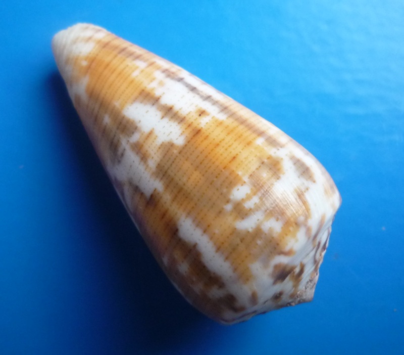 Conus (Pionoconus) magus   Linnaeus, 1758 Canus242