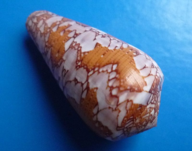 Conus (Darioconus) behelokensis Lauer, 1989 Canus246