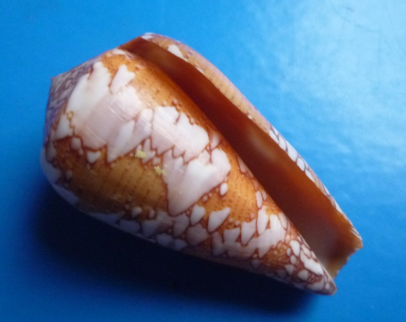Conus (Darioconus) behelokensis Lauer, 1989 Canus247