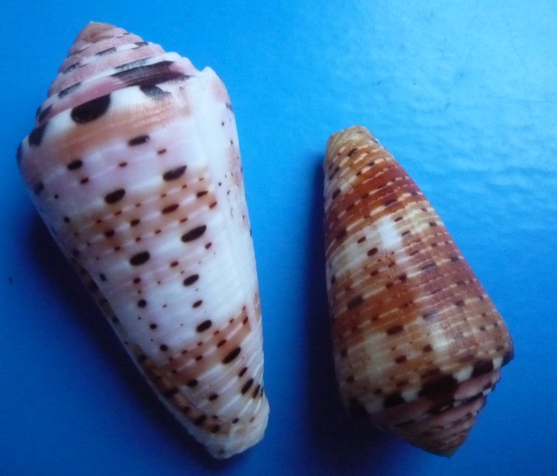 Conus (Pionoconus) aurisiacus  Linnaeus, 1758 Canus248